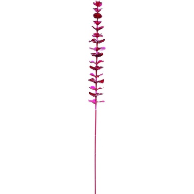 Eukalyptus červený - křišťálový, 81 cm, 12 ks