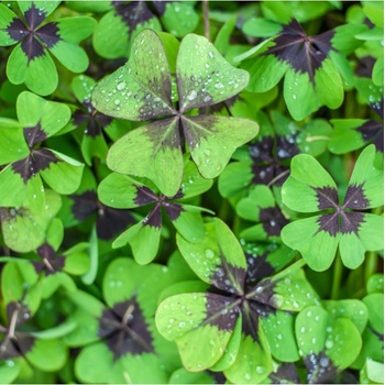 Šťavel růžový - Oxalis deppei - prodej cibulovin - 3 ks