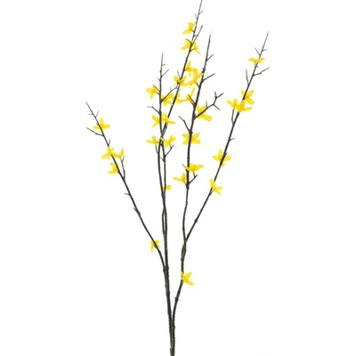 Zlatice 'Halle' zlutá V86 cm
