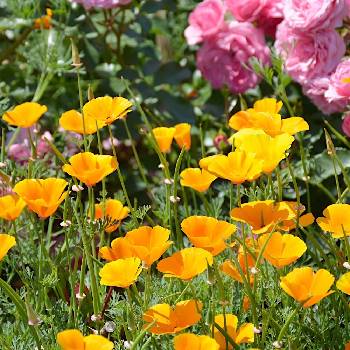 Semená Eszolcia (Maček) Záhradný Morfeus Torseed