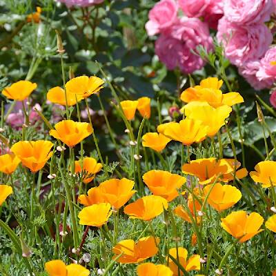 Semená Eszolcia (Maček) Záhradný Morfeus Torseed