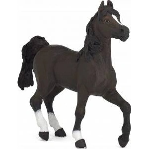 Papo Con of the Arabian breed