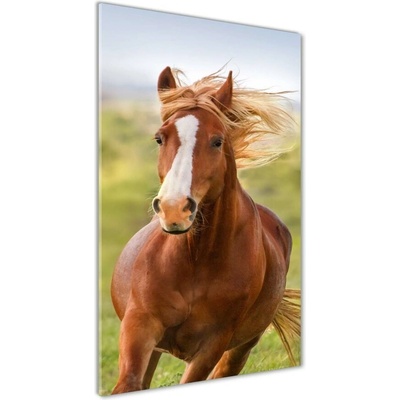 Vertikálny foto obraz sklo tvrdené Kôň v pokluse 50x100 cm