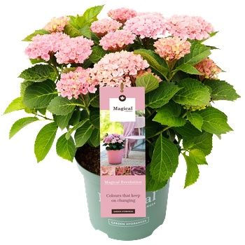 Magical® Revolution Pink - Magical® Хортензия Мacrophylla