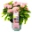 Magical® Revolution Pink - Magical® Хортензия Мacrophylla