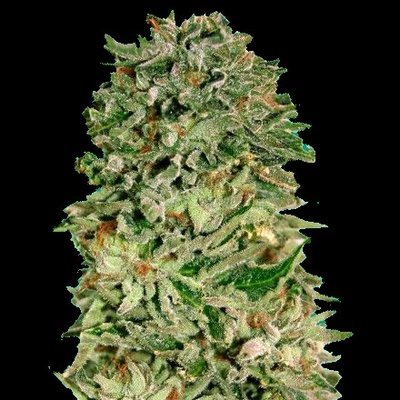 Advanced Seeds Shark Widow CBD semienka neobsahujú THC 1 ks