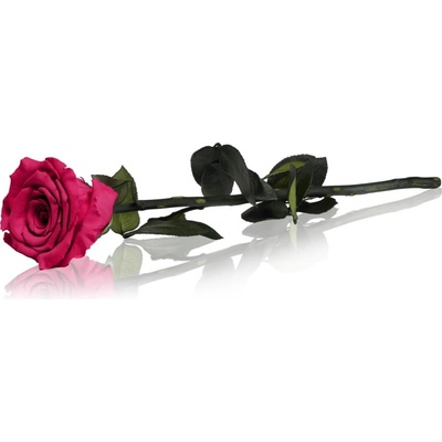 RoseAmor Fuchsia стабилизирана роза стрък 30 см