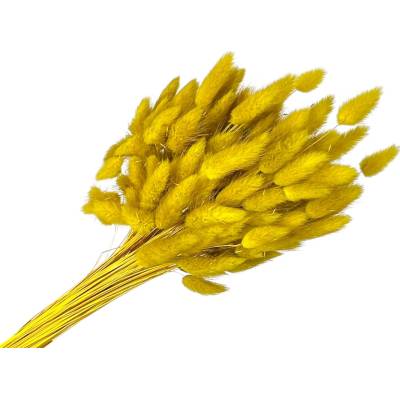 Sušená tráva Lagurus - zajačka 50g - horčicová