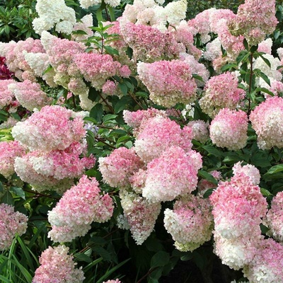 Hortenzie kytarová – Hydrangea paniculata 'Sundae Fraise'(R)