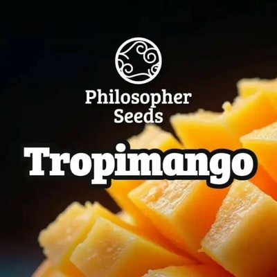 Philosopher Seeds Tropimango semena neobsahují THC 3 ks
