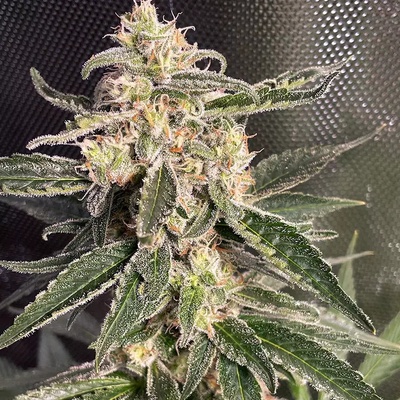 Ministry Of Cannabis Sweet Donkey AUTO semienka neobsahujú THC 25 ks