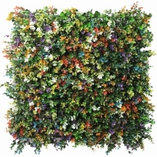 Buxus multicolor, dílec 50 x 50 cm