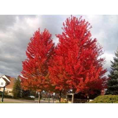 Javor freemanov Autumn Blazena kmienku, výška 250-300 cm, kvetináč 25 l