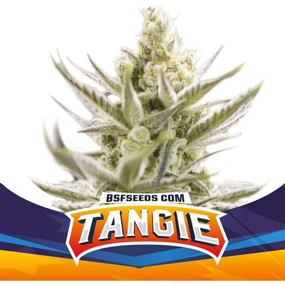 BSF Seeds Tangie XXL AUTO semena neobsahují THC 4 ks