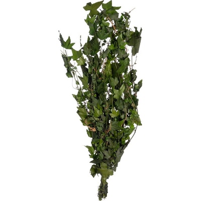 Hedera Helix XL