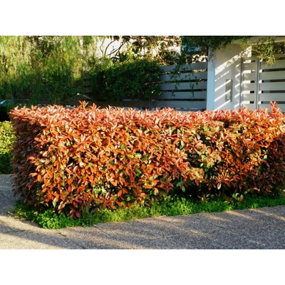 Červienka Fraserova Red Robin, výška 170-200 cm, kvetináč 30-35 l