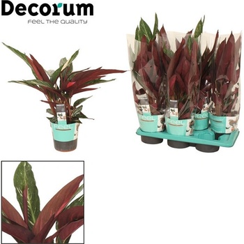 calathea rhythm Buy Calathea RattleSnake Prayer Plants main image 1