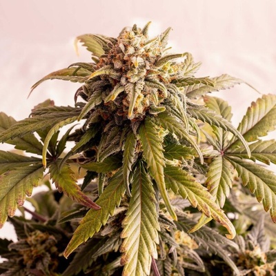 Kannabia Seeds Speedy Boom Auto semienka neobsahujú THC 10 ks