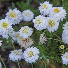 Anthemis nobilis Bio Heřmánková voda 25 l