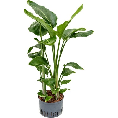 Strelitzia nicolai 3pp 28/19 v. 100 cm