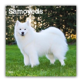 Browntrout Verlags GmbH Samoyeds - Samojede 2026 - 16-Monatskalender