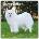 Browntrout Verlags GmbH Samoyeds - Samojede 2026 - 16-Monatskalender | BrownTrout Publishers Inc