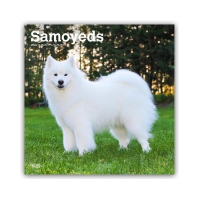 Browntrout Verlags GmbH Samoyeds - Samojede 2026 - 16-Monatskalender | BrownTrout Publishers Inc