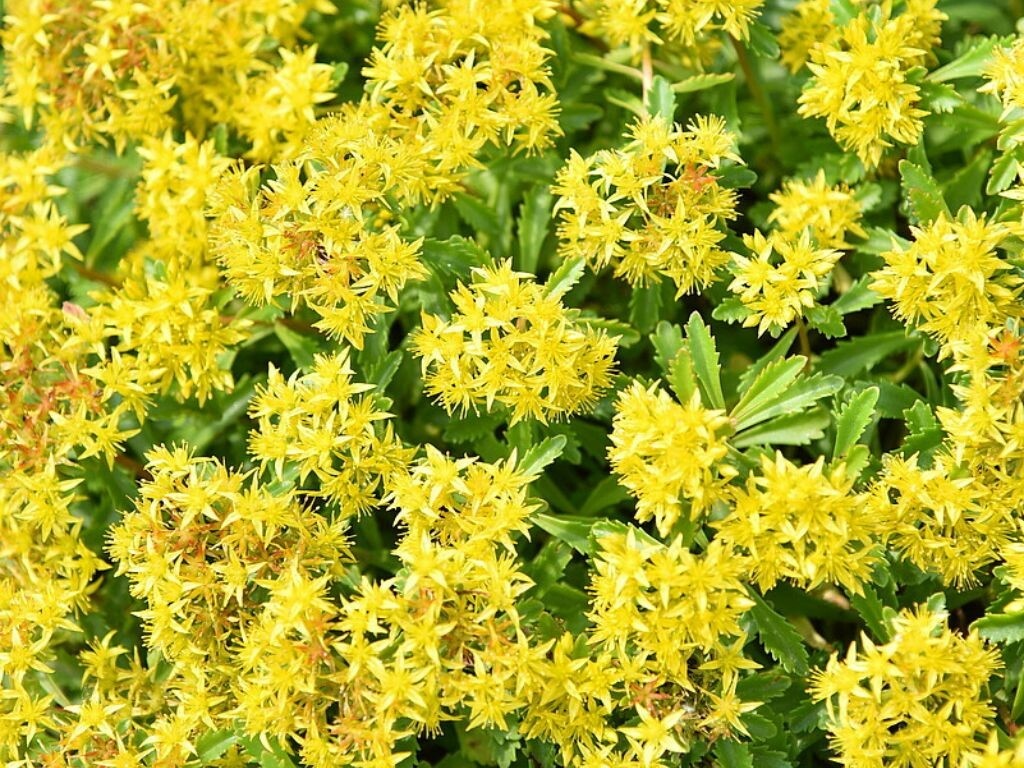 Rozchodník floriferum
