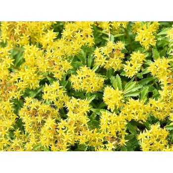 Rozchodník floriferum
