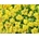 Rozchodník floriferum