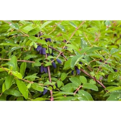 Zemolez kamčatský - Kamčatská čučoriedka (Lonicera kamtschatica) ‘LENINGRADSKIJ VELIKAN’ – výška 30–40 cm, kont. C2L