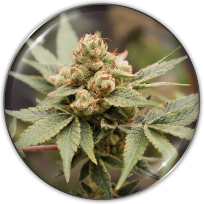 Medical Seeds Co. Medical Grape CBD semienka neobsahujú THC 10 ks