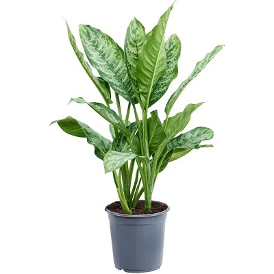 Aglaonema Chantal Tuft 24x70 cm