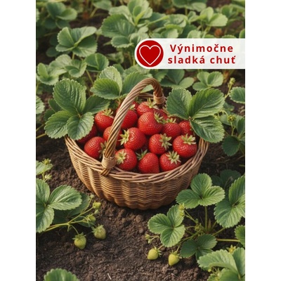 Jahoda 'Korona' 12 ks poloskorá Sazenice: Frigo sadba "A" štandard 12 ks