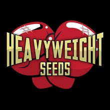 Heavyweight Seeds Fruit Punch AUTO semena neobsahují THC 3 ks