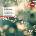 VIVALDI: THE FOUR SEASONS CD