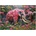 Educa - Puzzle Floral Elephant - 1 000 piese