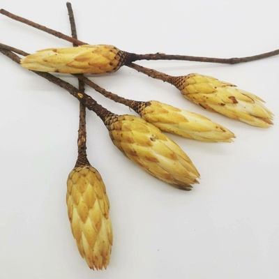 Protea repens bud cream - 30ks
