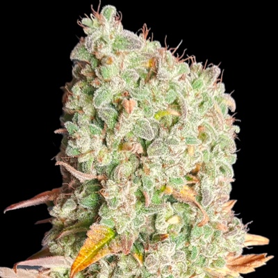 BSBs Cali Connection Cherry Pie semienka neobsahujú THC 5 ks