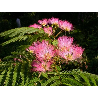 Albízia Tropical Dream 50-80 cm, kont. 4 l