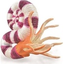 Collecta Pravitoceras