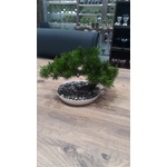 Iris E5778 BONSAI декорация с изкуствени цветя в саксия 25x18cm (E5778)