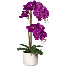 Orchidej Můrovec fialový, 2 stonky v květináči, 60cm