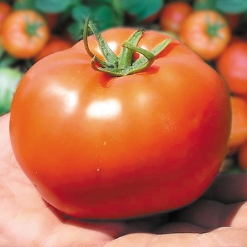 Image 1 of Домати Бобкат f1