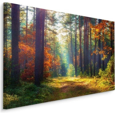 Plátno Podzimní Les V Ranním Slunci Varianta: 70x50