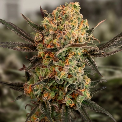 High Speed Buds Gorilla Cookies AUTO semena neobsahují THC 5 ks