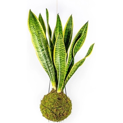 Gardners Kokedama Sansevieria Laurentii (L) Sanseveria, Tchýnin jazyk, Tenura 1 ks