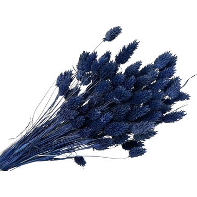 Sušená tráva Phalaris - Chrastica 100g - polnočná modrá