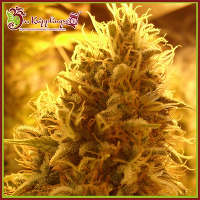 Dr. Krippling Seeds Puff Puff Pass Out semienka neobsahujú THC 5 ks