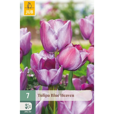 JUB Tulipán - Blue Heaven